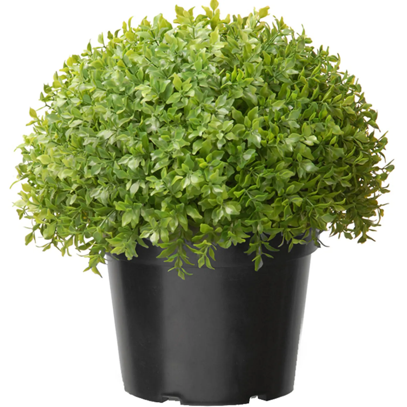 13 in. Globe Japanese Holly Bush topiary in a Dark Green Round Growers Pot