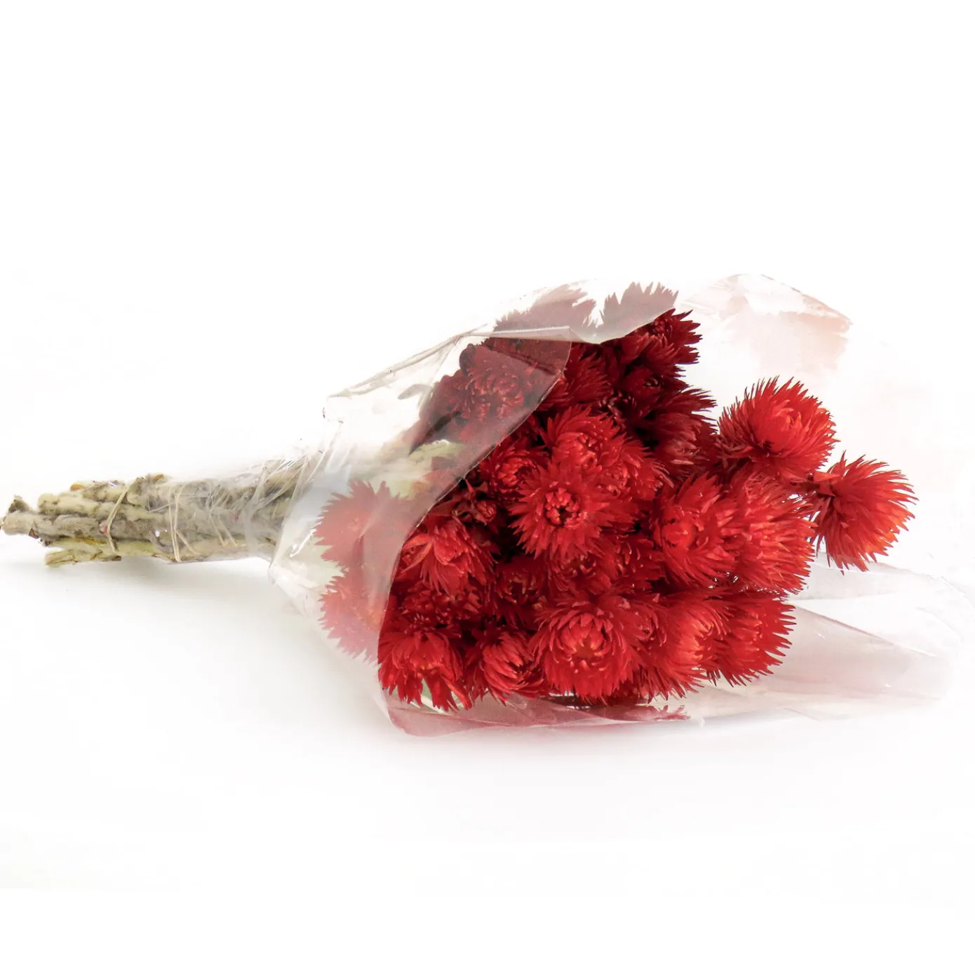 16 in. Spring Dried Red Capeblumen Flowers Bouquet